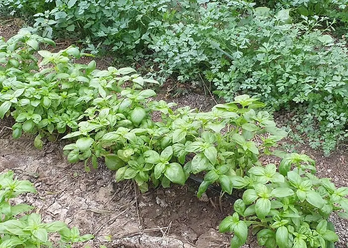 San Nicola - Restaurant And Wellness Fitness 酒店 波利齐杰内罗萨