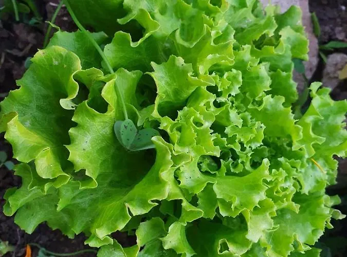 酒店 San Nicola - Restaurant And Wellness Fitness 波利齐杰内罗萨